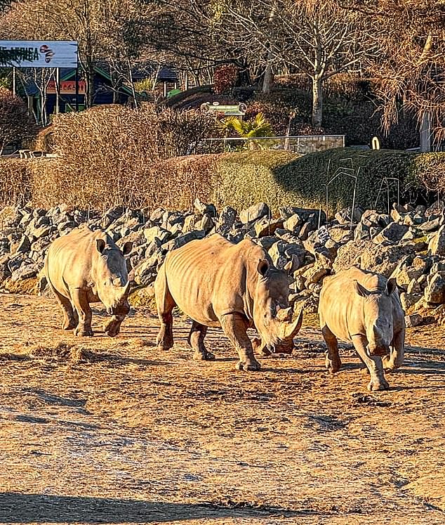 1736631526 694 Revealed Colchester Zoo zebra was disembowelled and distressed after fatal