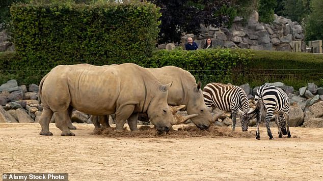 Zebras and rhinos in Colchester Zoo's mixed African species outdoor enclosure (pictured on a separate day)