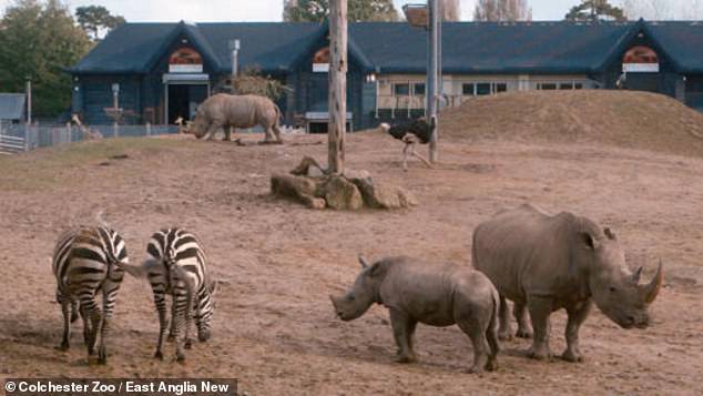 A zebra was killed today during a confrontation with a rhino, Essex Zoo - which is one of the best in the country - confirmed (photo: Zebras and rhinos side by side in the enclosure on another day)