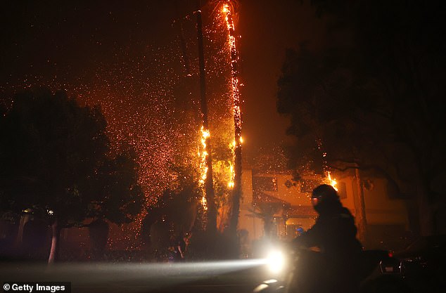 Palm trees burn during the Palisades Fire amid a powerful storm on January 7