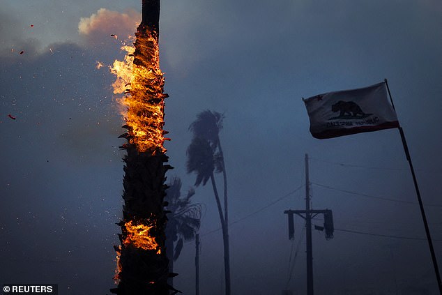 A palm tree burns on Sunset Beach during a wildfire in the Pacific Palisades neighborhood of west Los Angeles