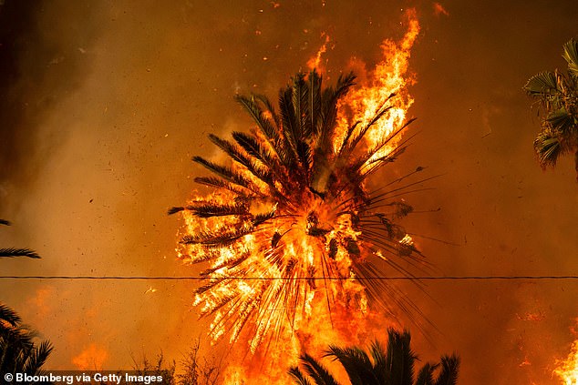 A palm tree burns during the Palisades Fire in the Pacific Palisades neighborhood of Los Angeles on January 7, 2025