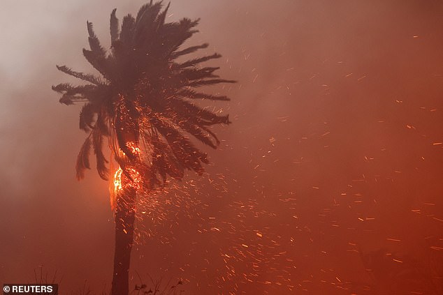 A palm tree burns as powerful winds fuel devastating wildfires in the Los Angeles area, forcing people to evacuate