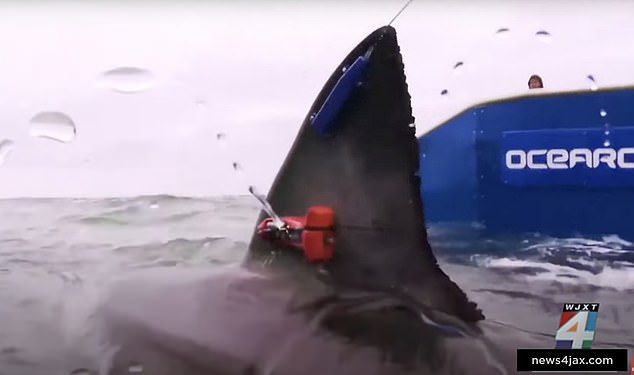 The shark's tag, a sophisticated tracking device attached to its dorsal fin, signals its movements every time it surfaces, providing a rare and chilling glimpse into the habits of these predators