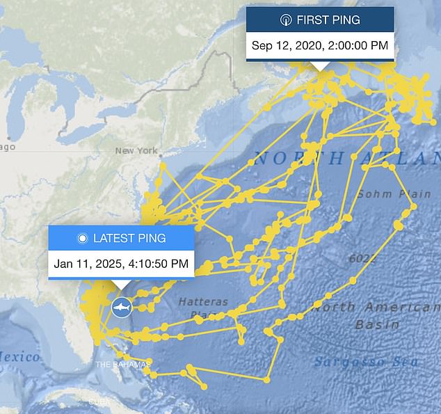 Breton's was tagged during OSEARCH's 2020 Nova Scotia expedition with the colossal predator named after Cape Breton, where scientists first encountered it. Over the past four and a half years, Breton has become a legend among researchers, covering 66,000 kilometers