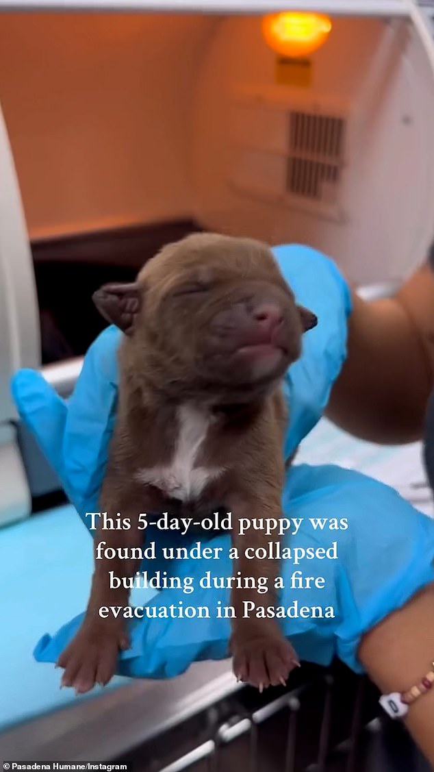 The community-supported animal shelter has taken in more than 400 animals from the Eaton fire, including a 'five-day-old puppy found under a collapsed building' (pictured Saturday)