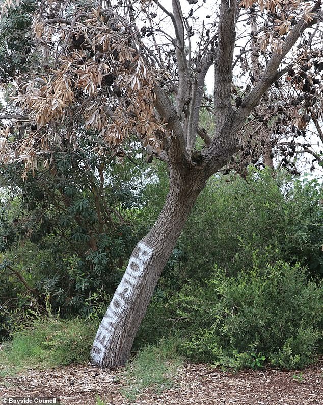 Several Norfolk Pines were poisoned and destroyed in March last year (photo).