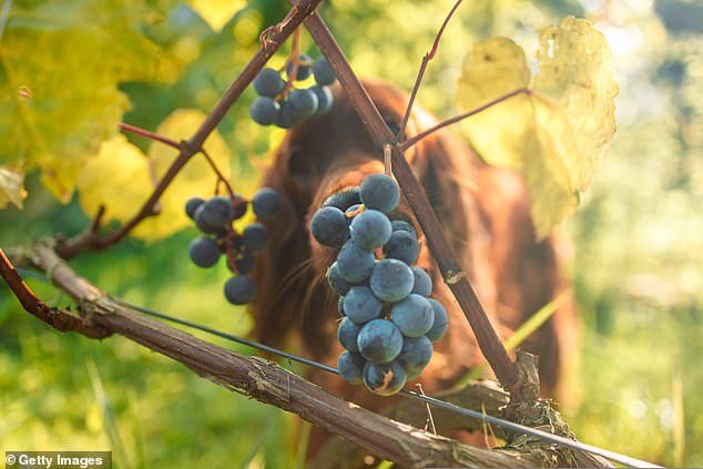 One study found that the pups caught leafroll infections 93.4 percent of the time and had a 97.3 percent detection rate for mealybugs (file image)