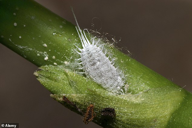 The dogs' acute sense of smell is used to detect mealybugs (pictured), which infect grapevines with a deadly virus called leafroll 3