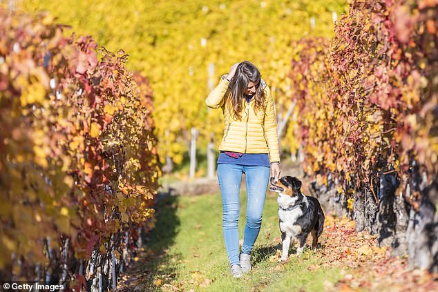 When passing an infected vine, a dog alerts its handler to sit and is then rewarded with a treat (file image)