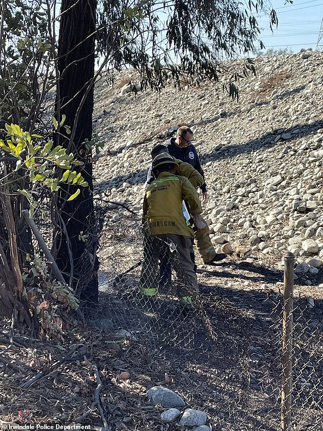 Officials could not say whether the wildfire had been extinguished, but photos shared by police show firefighters working to clear what appears to be an extinguished blaze.