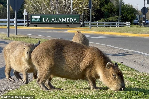 Capybaras eat grass next to a street in a gated community in Tigre, Buenos Aires province, on August 27, 2021