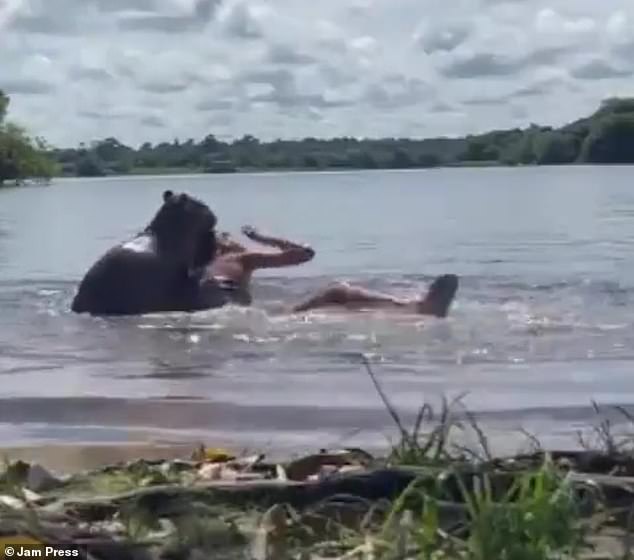 Capybaras are considered quite docile creatures that will only bite if provoked or threatened