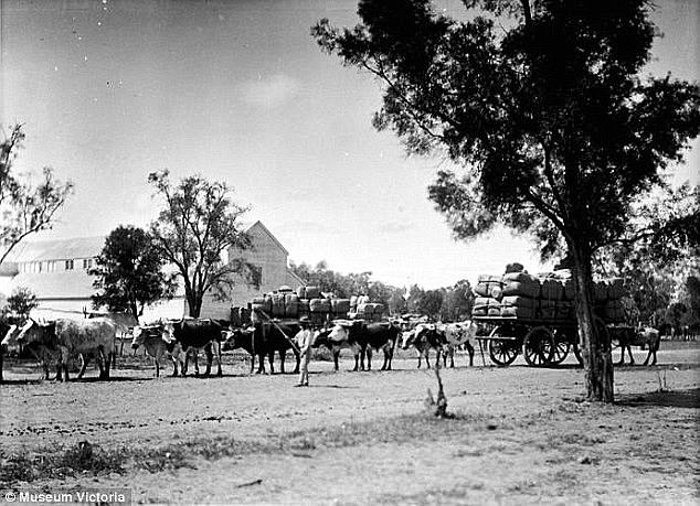 The historic heat wave sent temperatures soaring to 49 degrees, forcing people to flee to the mountains in search of respite. Brewarrina is pictured in 1900