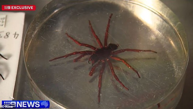 The species can grow up to 4.5 cm in length, almost double the size of a regular funnel web