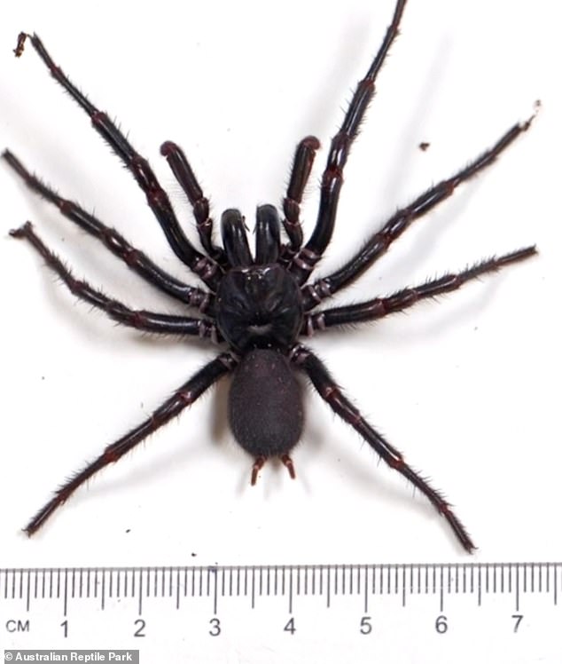 The new species of spider (photo) is almost twice the size of a normal funnel web