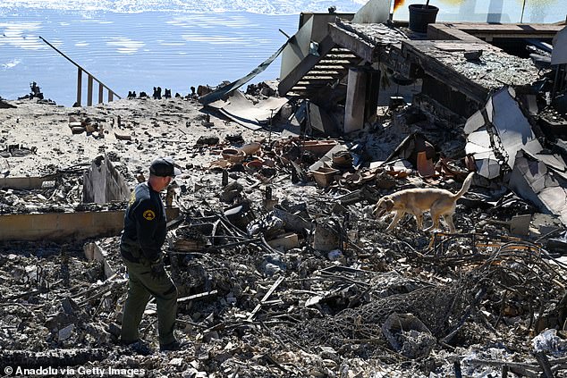 Pictured: A Sheriff's Department K9 unit searches for possible remains in the ashes of burned mansions on Malibu Beach after 'Palisades Fire' in Los Angeles, California