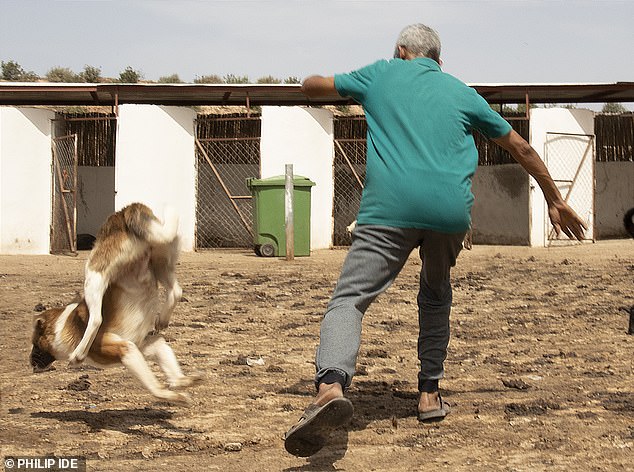 Reports suggest that thousands of stray dogs have already been slaughtered in locations across the North African country, with fears the killings will escalate.