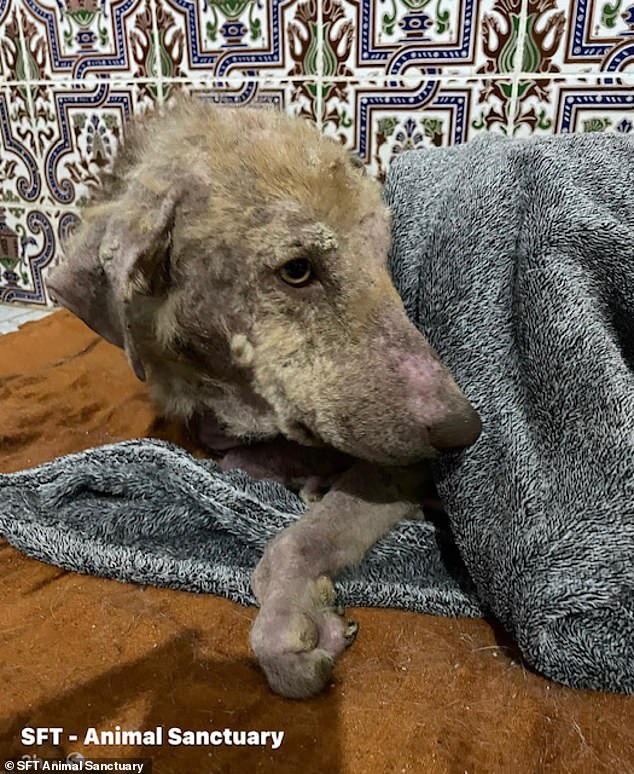 A stray dog ​​wrapped in a warm blanket after being rescued from the street