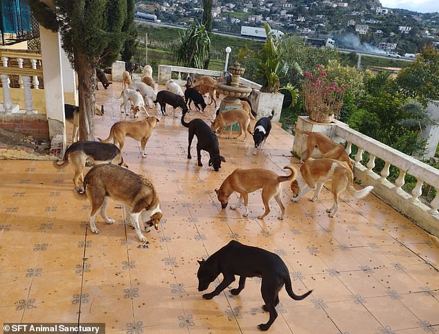 In the photo: stray dogs brought to a mini shelter in Morocco