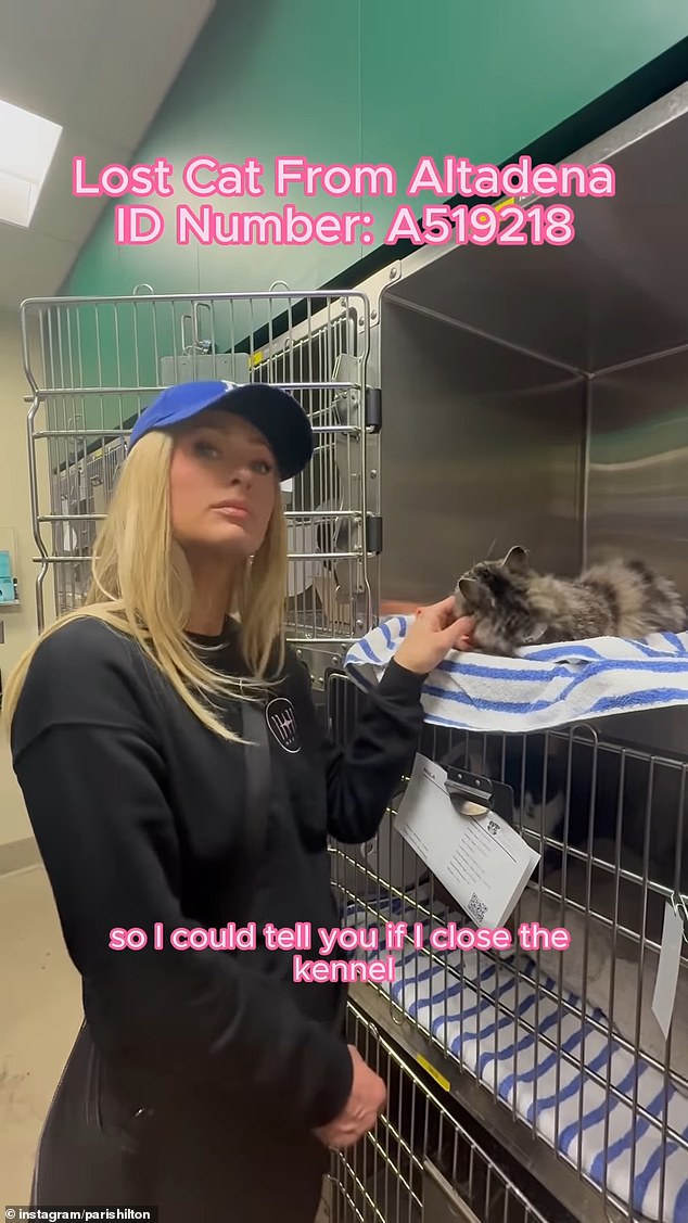 The cat enjoyed the pets while Hilton raised awareness about his presence at the shelter