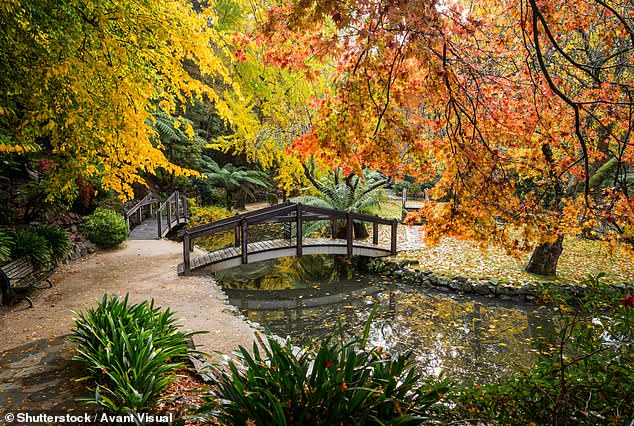 The primary journey takes passengers from Belgrave to Lakeside of Gembrook, over the iconic Monbulk Creek trestle bridge and offering panoramic views of the surrounding woodlands