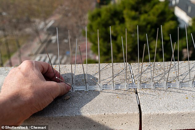 Prepare the defenses: Anti-bird spikes are intended to prevent pigeons from nesting or perching along the balcony