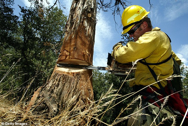 California officials have been accused of failing to prevent wildfires with controlled burns and logging