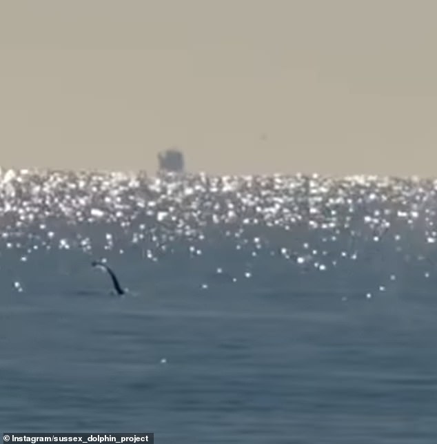 The observations reveal some fascinating details of the whales' behavior. In this sighting, made on January 12 in the Birling Gap, you can see a whale hitting the water with its pectoral fin. Scientists believe this is a form of long-distance communication