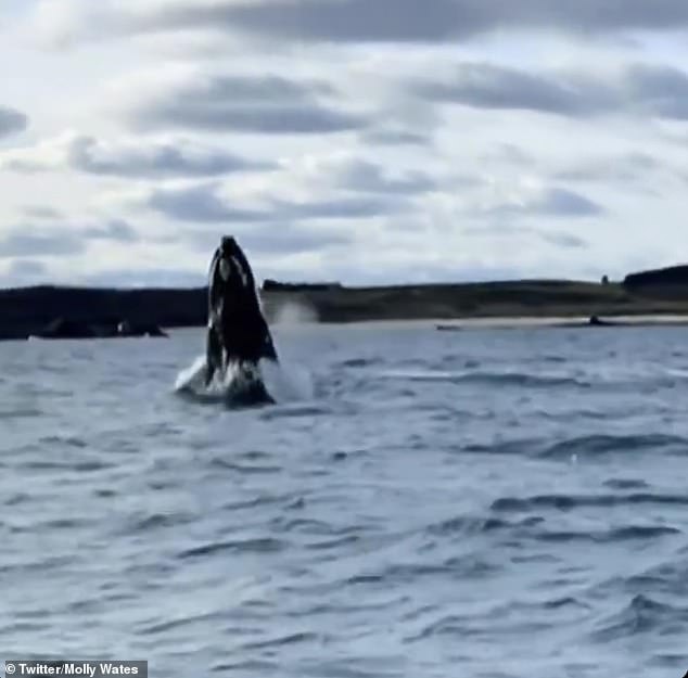 Whales have also been sighted in a number of places, including Cornwall (pictured). Experts believe that humpback whales use these jumps to send messages over long distances