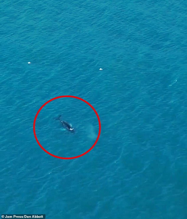 Meanwhile, more humpback whales have also been spotted along their usual migration routes near Cornwall. Experts say this may be due to an encouraging increase in the humpback whale population since the abolition of commercial hunting. Pictured: A humpback whale seen from a drone in Watergate Bay in Cornwall on January 2