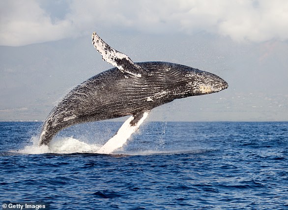 Researchers have recorded humpback whales changing their calls when they move to new pastures to match the songs of others around them (file photo)