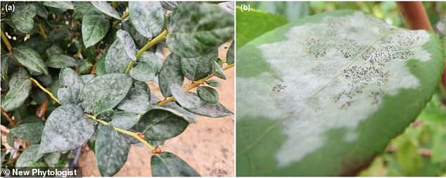 Powdery mildew E. Vaccinii shown on leaves of blueberry plants