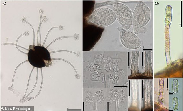 Microscopic photography of isolated parts of the fungus