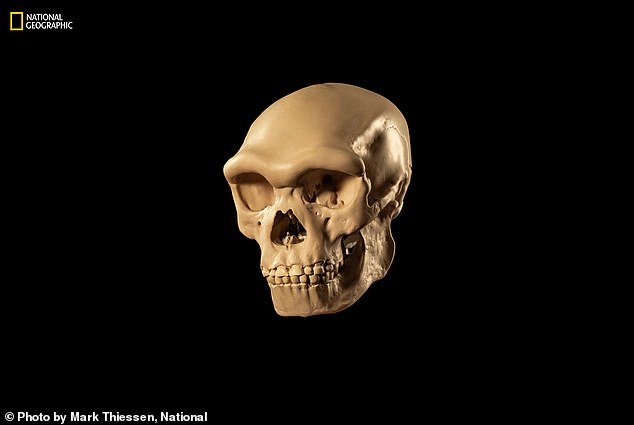 But there is a strong possibility that the Harbin skull is Denisovan, researchers say. A paleoartist used a plastic replica of this skull to reconstruct the Denisovan's face