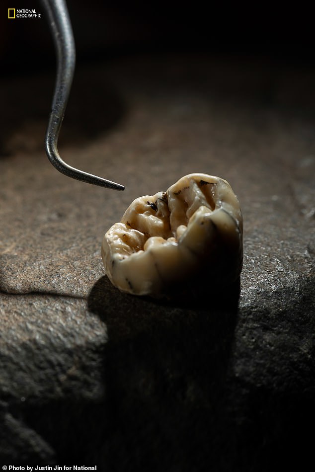 Many other fossils of the Denisovan lineage have been recovered around the world, including this molar found in Laos. But compared to Neanderthals, Denisovan fossils are scarce