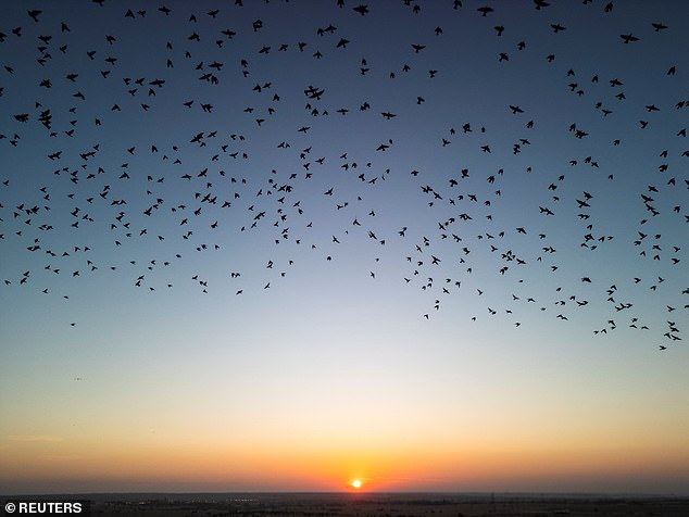 A murmur of migrating starlings is seen in the sky at a landfill near Beersheba, Israel, December 27, 2024