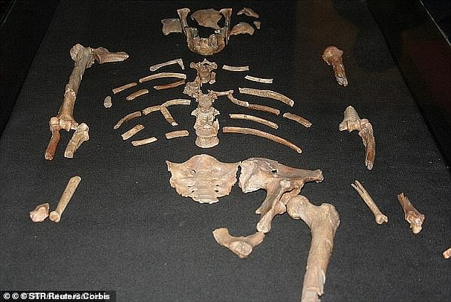 Remains of Lucy, an ancient human species that lived more than three million years ago, were also found in the region