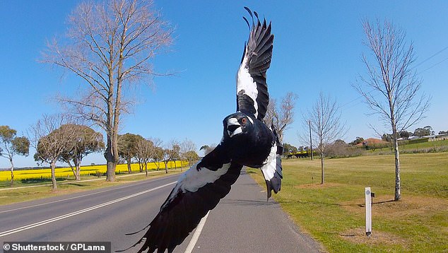 Amy wrote about her encounters with a terrifying Aussie airborne predator (stock image)