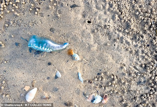 Portuguese Man of War jellyfish, or bluebottles, have venom that laces their tentacles and can cause serious reactions if not treated quickly (stock photo)