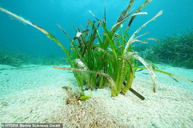 Seagrass is a real plant that sheds leaves in the fall, grows again in the spring and blooms and sets seed in the summer