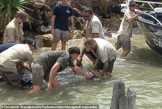 The dolphin returned to the ocean unscathed after a herculean group effort (photo)