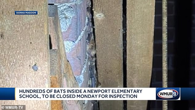 'People say "it's just a bat"but bats transmit rabies. If you work with young children, [you know] if they see a bat, they will try to touch it,” said Superintendent Donna Magoon