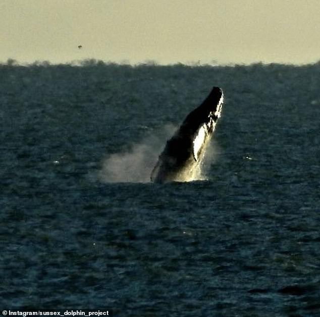 Humpback whales normally appear off the west coast near Cornwall. But this year they were found traveling from the Arctic along the Sussex coast. Pictured: A humpback whale spotted by a member of the public in Hastings