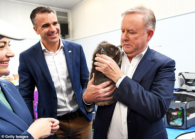 “They have a budget surplus, they have compulsory voting, they have the one transferable vote system, they have a good federal system… they have great politicians like Peter Malinauskas,” Mr Stewart said. gushed (photo: the SA Prime Minister with Anthony Albanese)