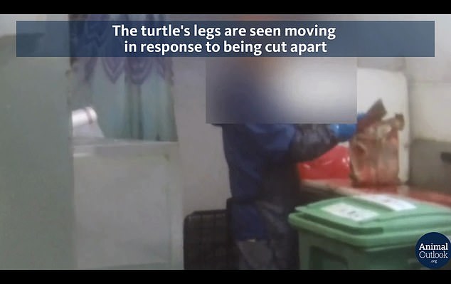 Exclusive video obtained by DailyMail.com from an investigation by the nonprofit, which was conducted on September 14 and 15 at three separate stores in the area, showed San Francisco workers cutting open turtles in Chinatown while their legs were still moving