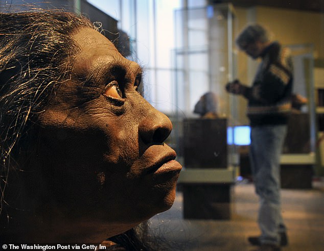 A sculpted model of what Homo floresiensis might have looked like at the Smithsonian Museum of Natural History