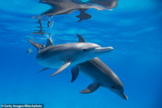 The doctor then began comparing humans to other animals, such as dolphins and whales, which breathe less and live 