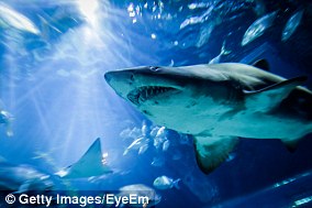 Sharks have electrosensory organs that act as a 'sixth sense'