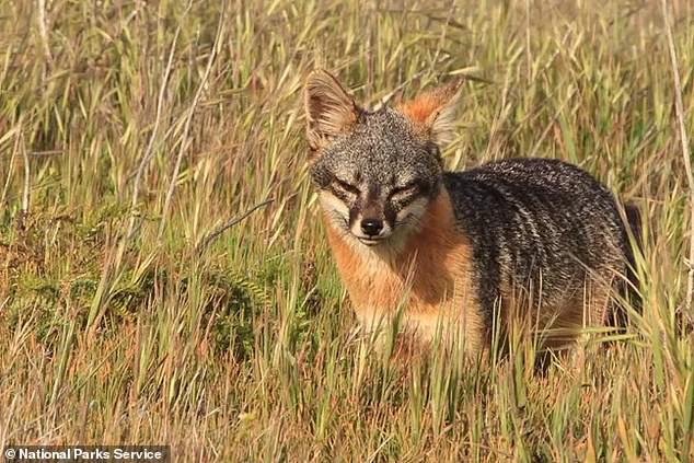 The deadly parasite, which lives in the intestines of its host and erodes and inflames the host's insides until its removal or death of the animal, is now threatening a volatile population of native island foxes that have only recently been delisted from the American Endangered Species Act. Pictured: The San Miguel Fox, scientifically known as Urocyon littoralis littoralis